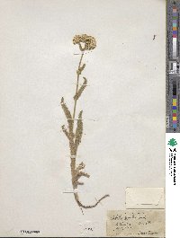 Achillea millefolium var. alpicola image