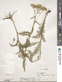 Achillea millefolium var. alpicola image