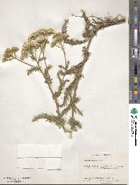 Achillea millefolium var. alpicola image