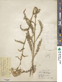 Achillea millefolium var. alpicola image