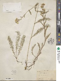 Achillea millefolium var. alpicola image