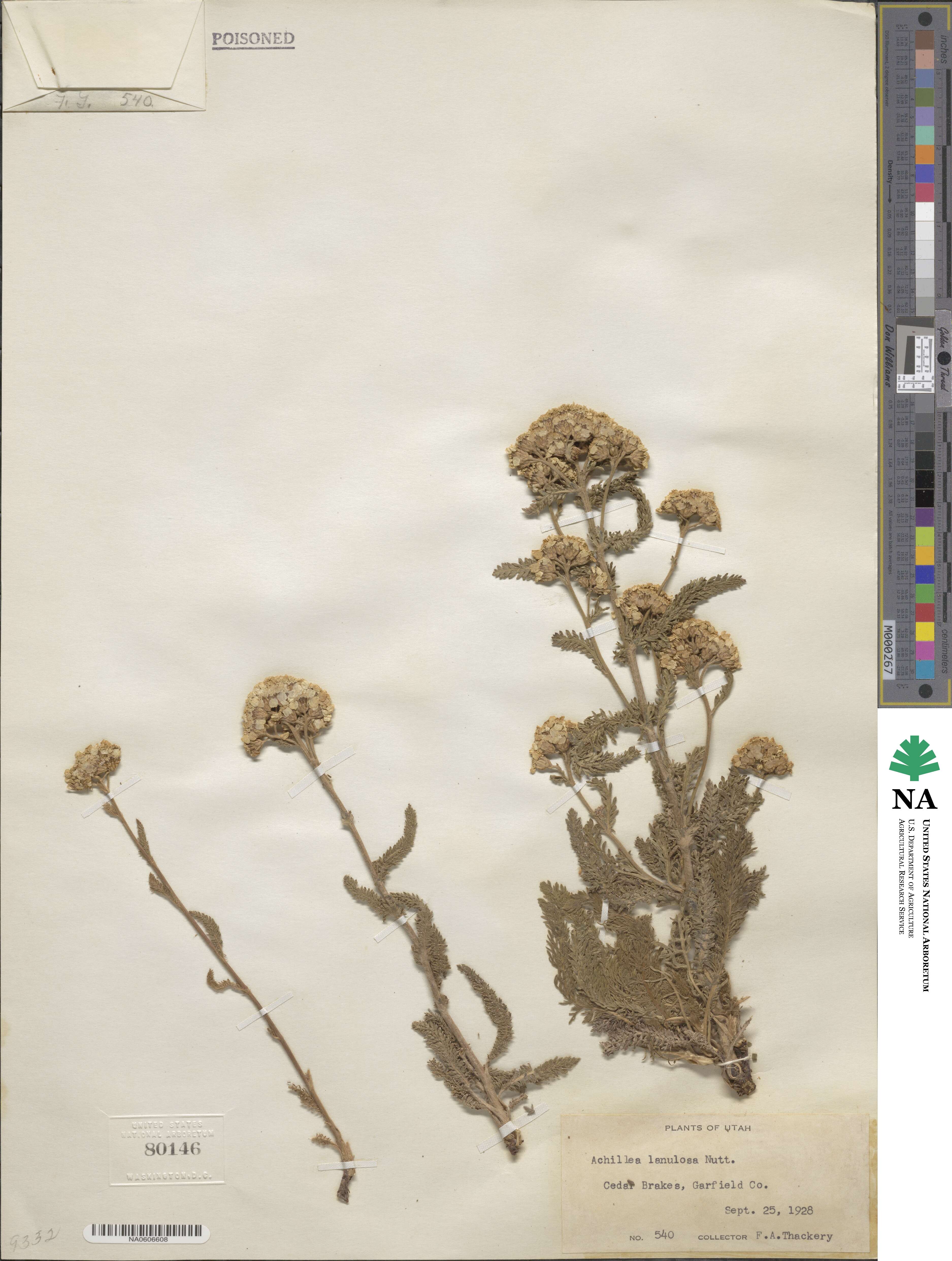 Achillea millefolium image