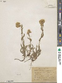 Achillea millefolium var. alpicola image