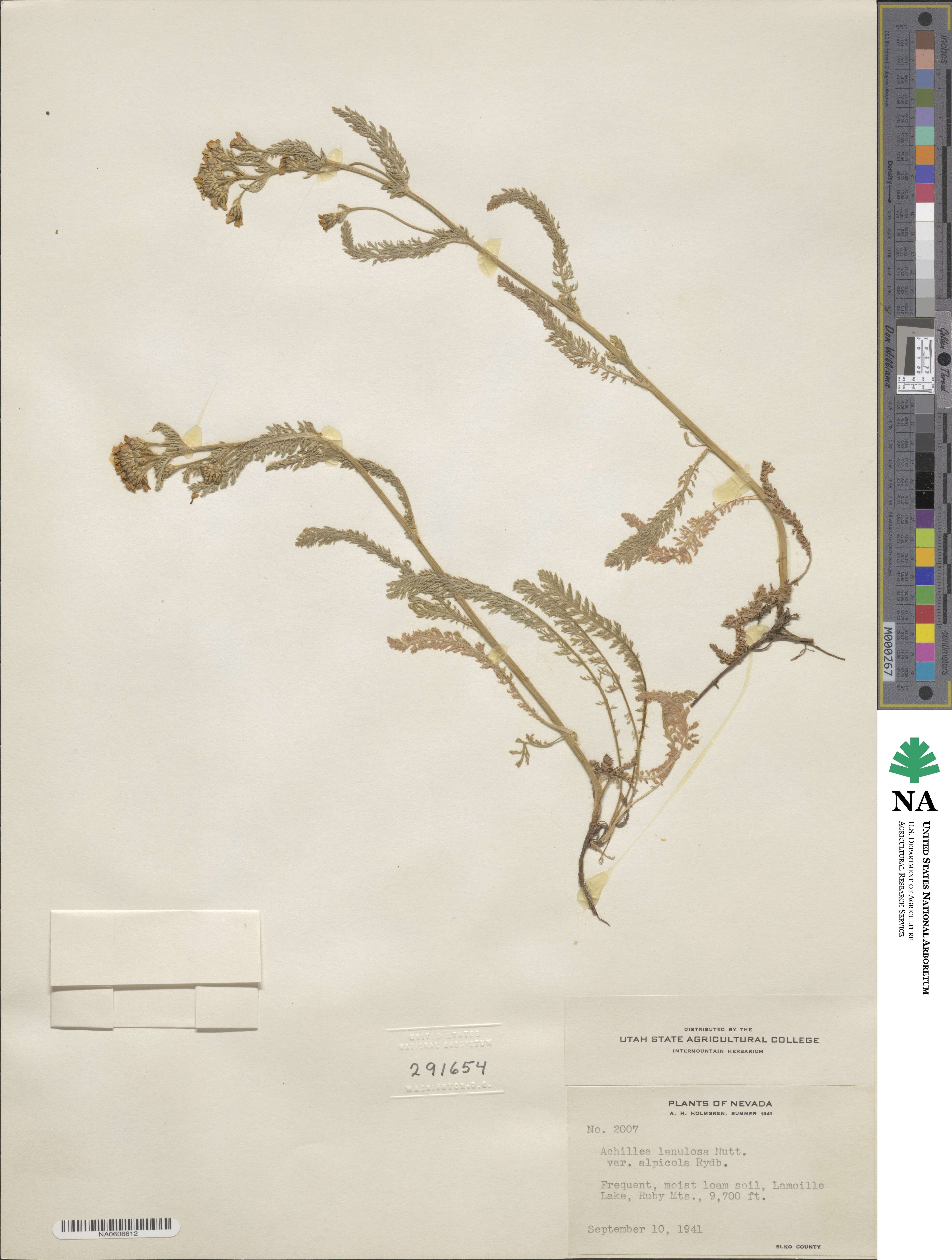 Achillea millefolium var. alpicola image