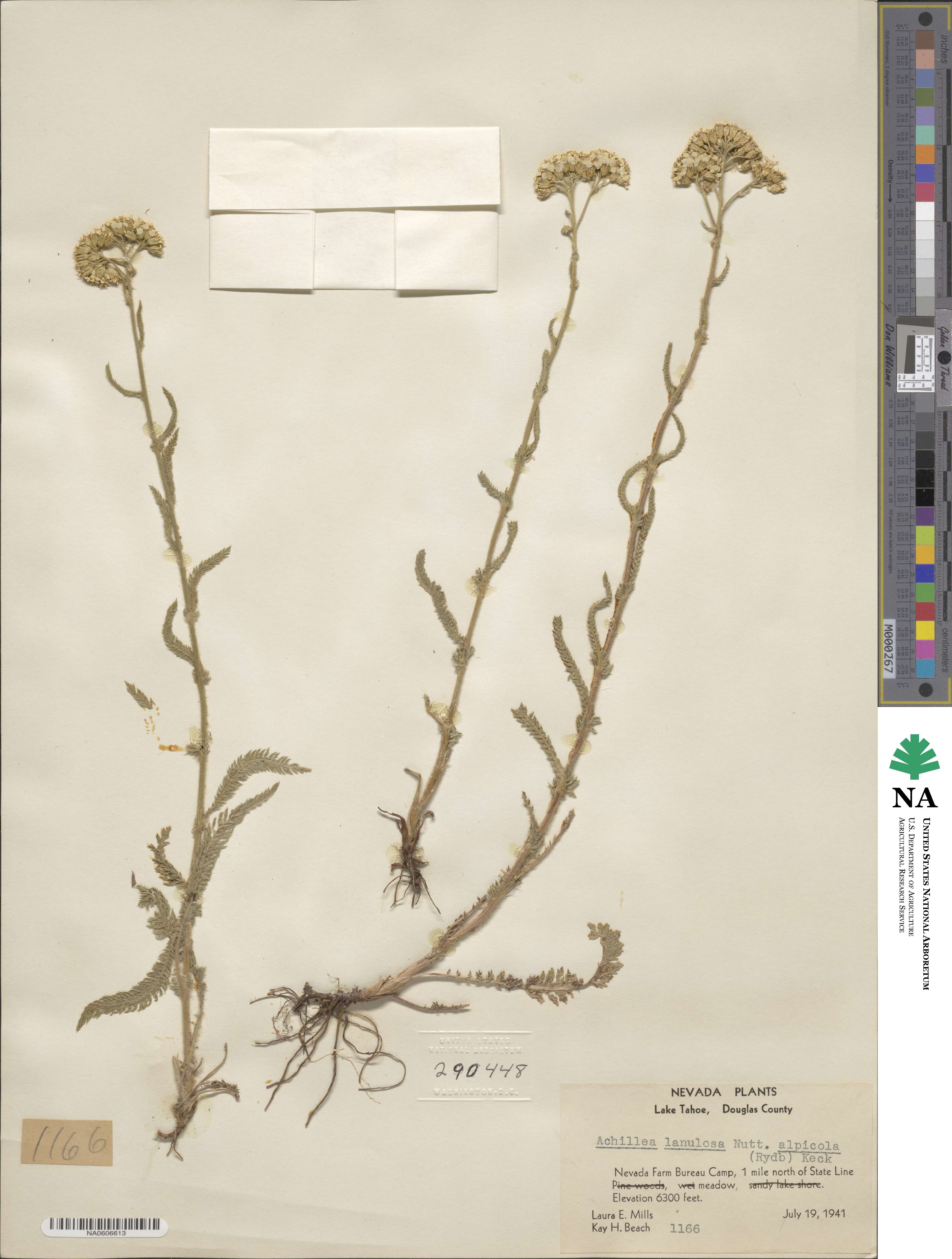 Achillea millefolium var. alpicola image