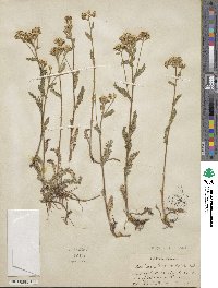 Achillea millefolium var. alpicola image