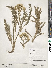Achillea millefolium image
