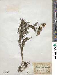 Achillea millefolium image