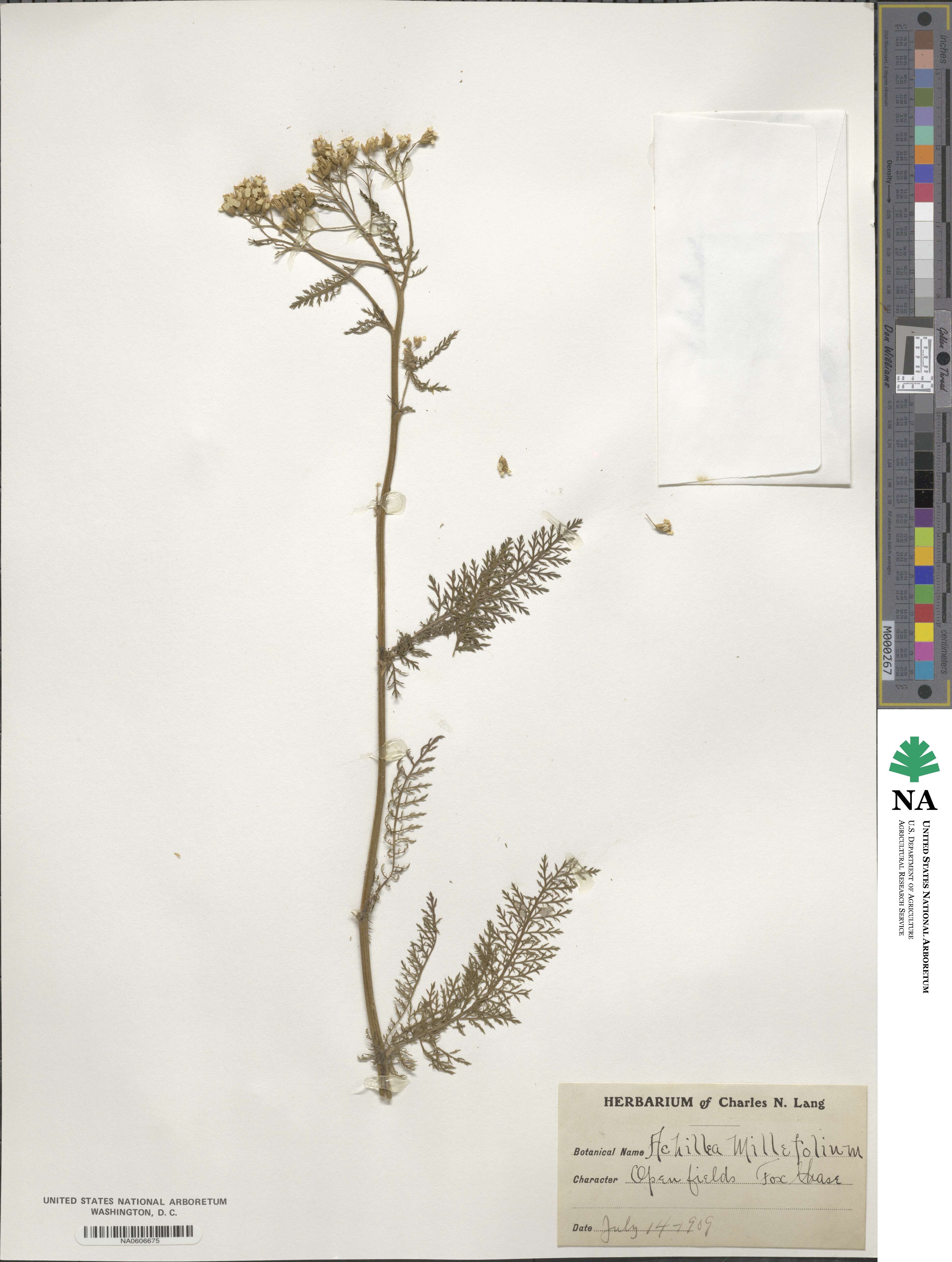 Achillea image