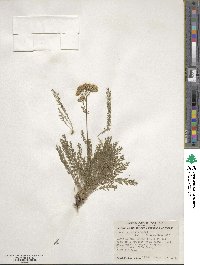 Achillea millefolium image