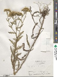 Achillea millefolium image