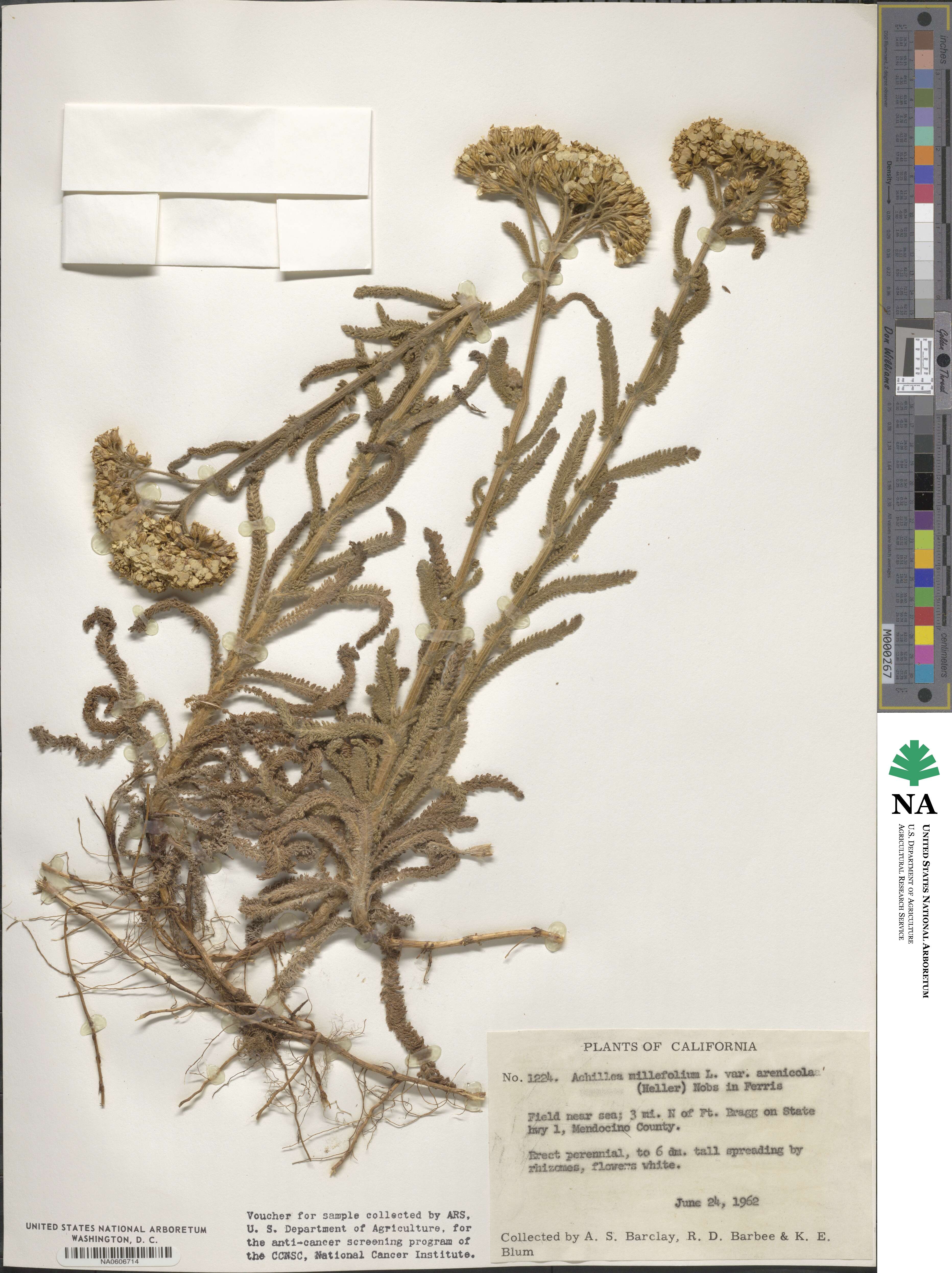 Achillea millefolium var. arenicola image