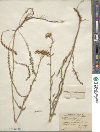 Achillea millefolium var. occidentalis image