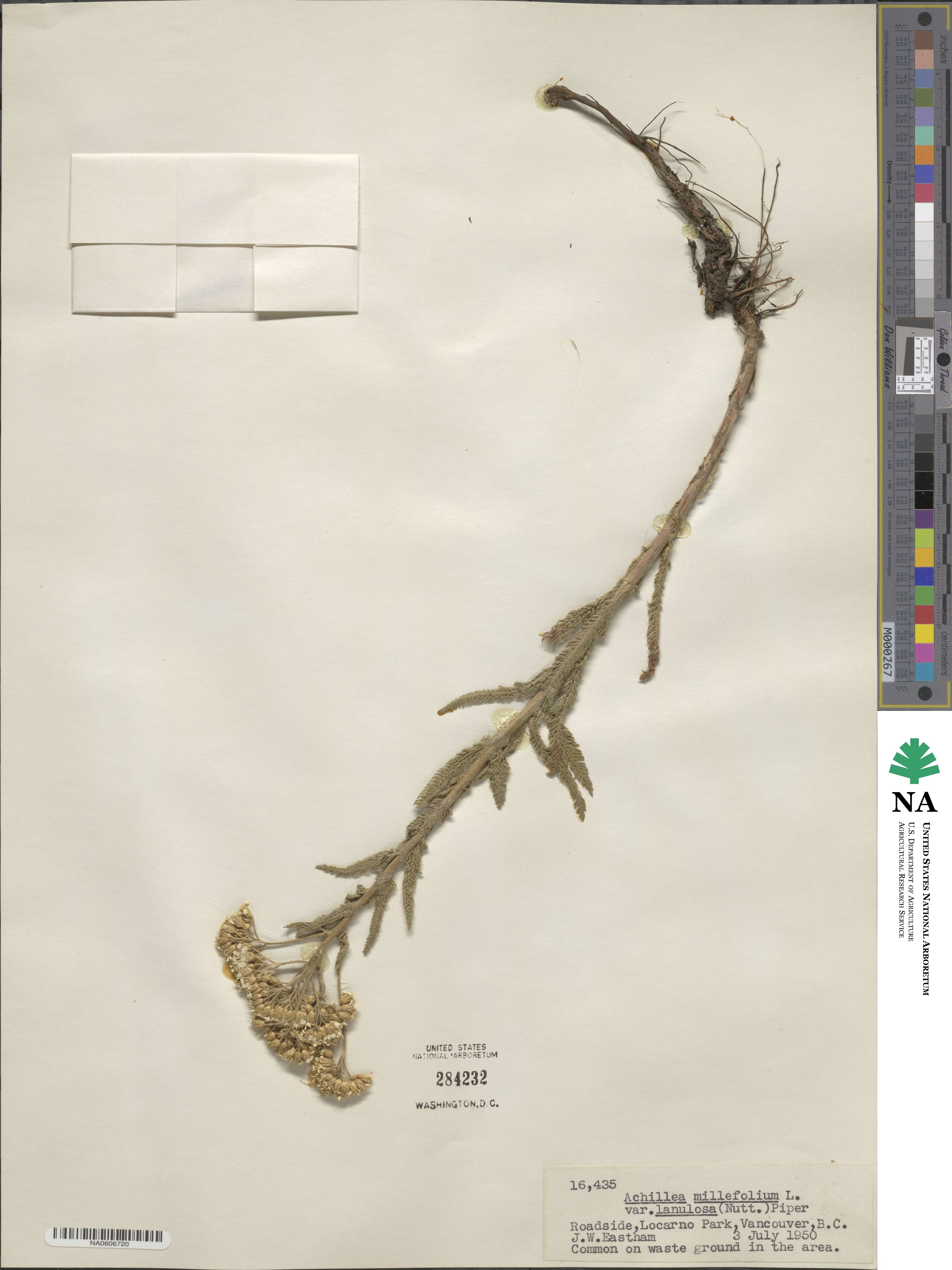 Achillea millefolium var. occidentalis image