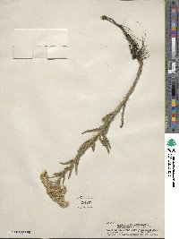 Achillea millefolium var. occidentalis image