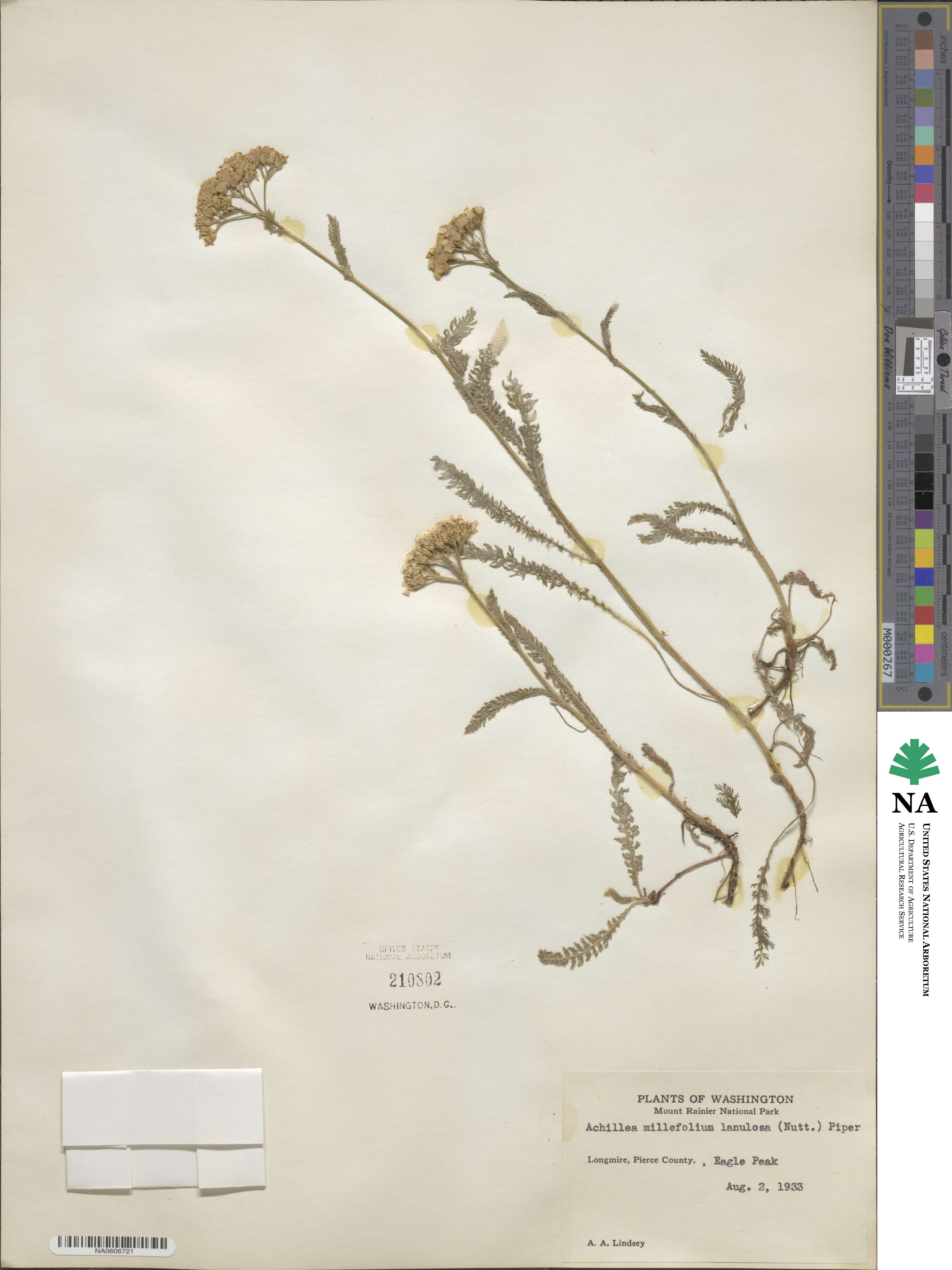 Achillea millefolium var. occidentalis image