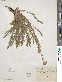 Achillea millefolium var. occidentalis image