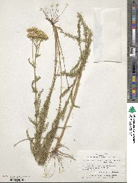 Achillea millefolium var. occidentalis image