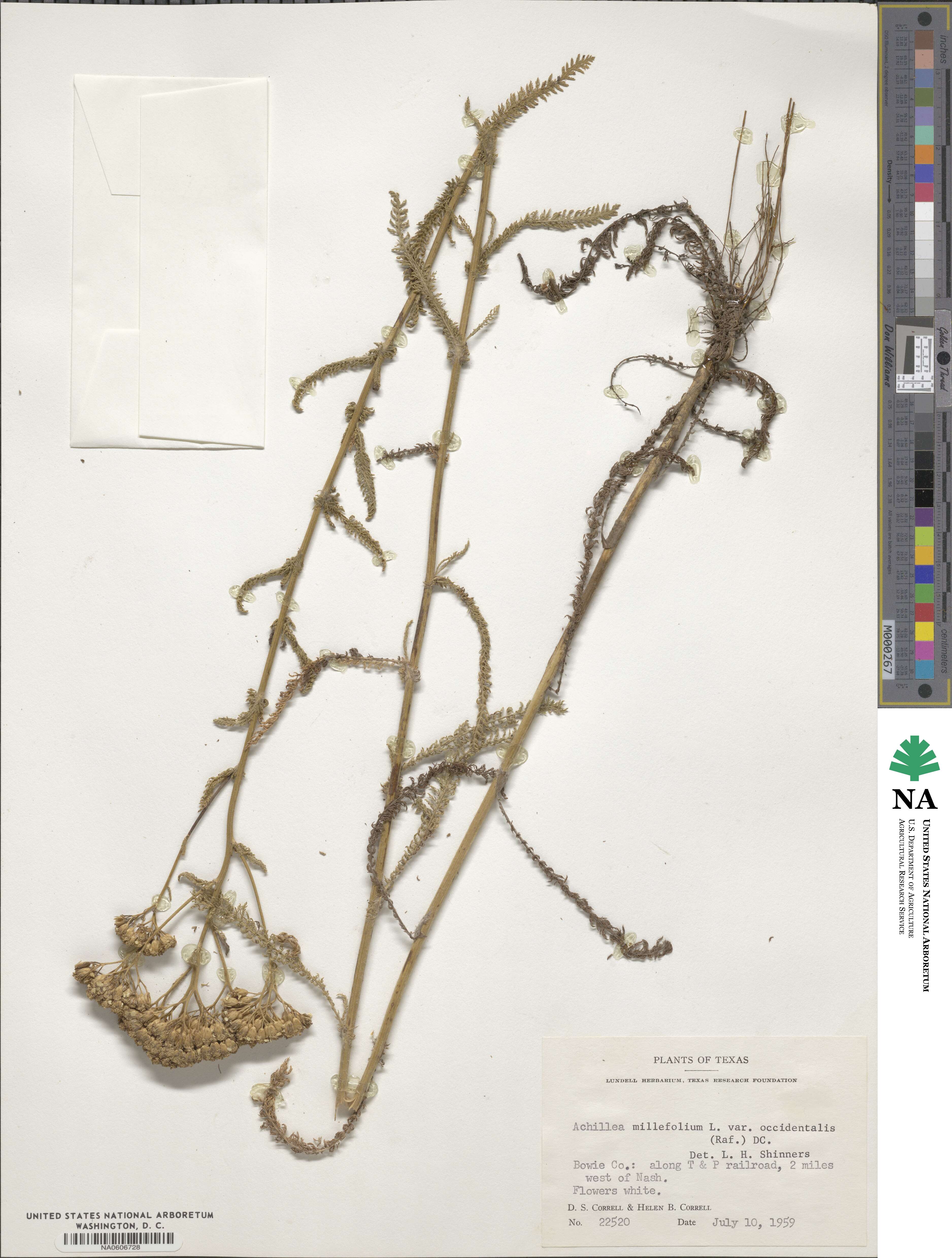 Achillea millefolium var. occidentalis image