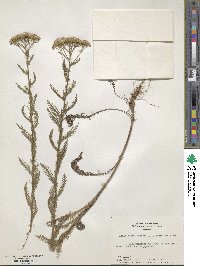 Achillea aspleniifolia image