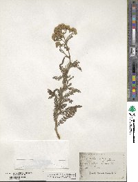 Achillea aspleniifolia image