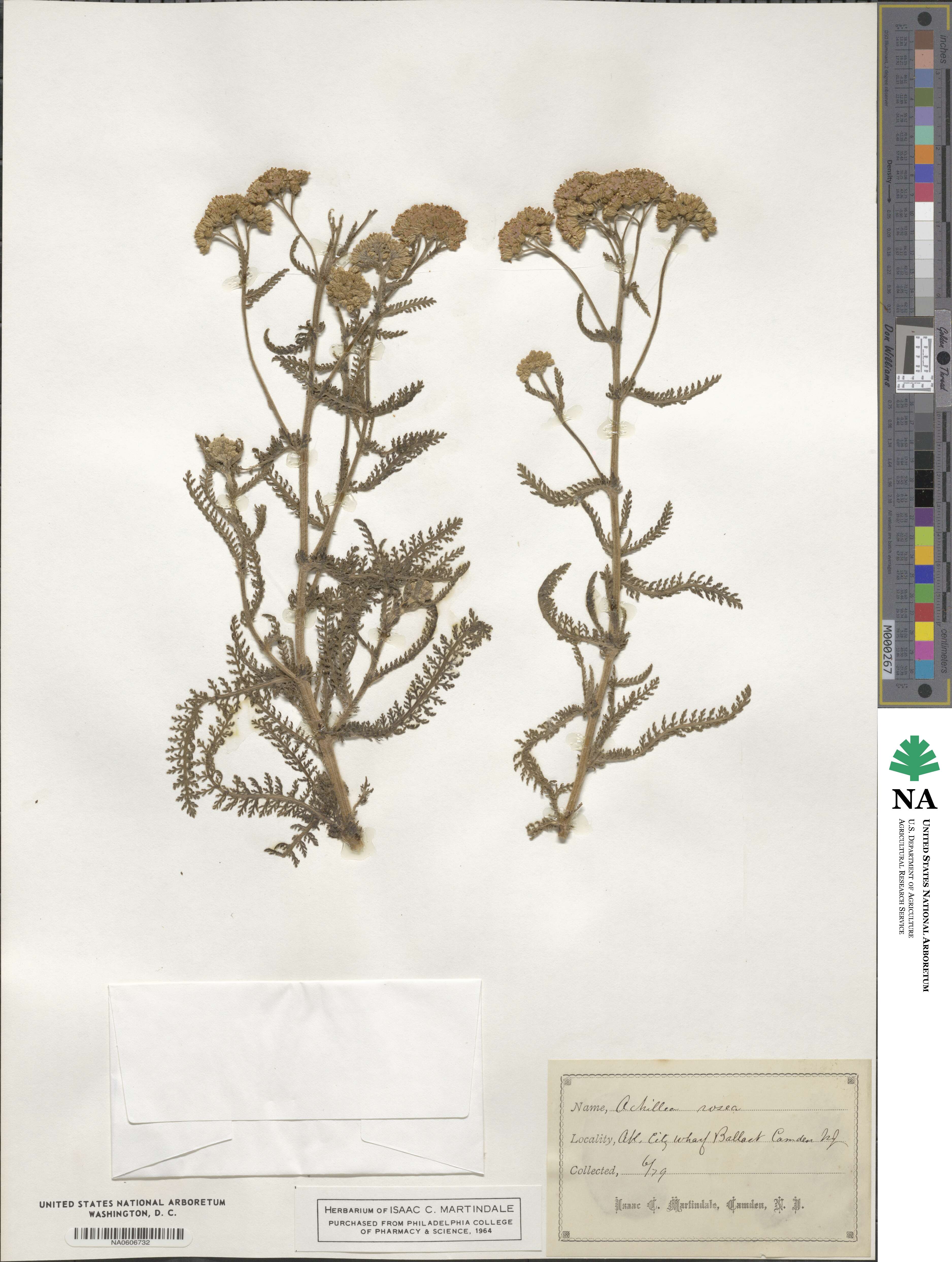 Achillea aspleniifolia image