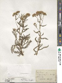 Achillea aspleniifolia image