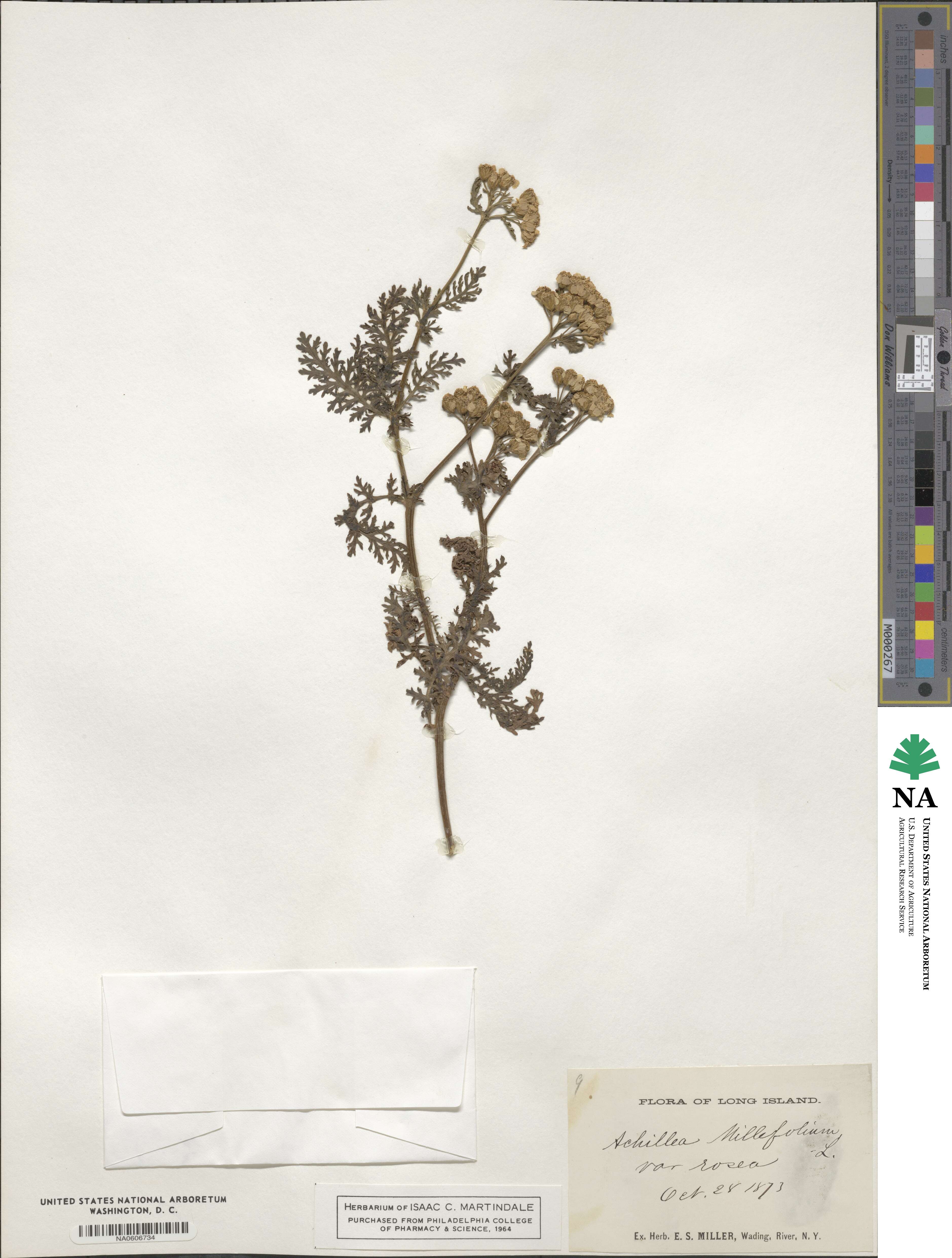 Achillea aspleniifolia image