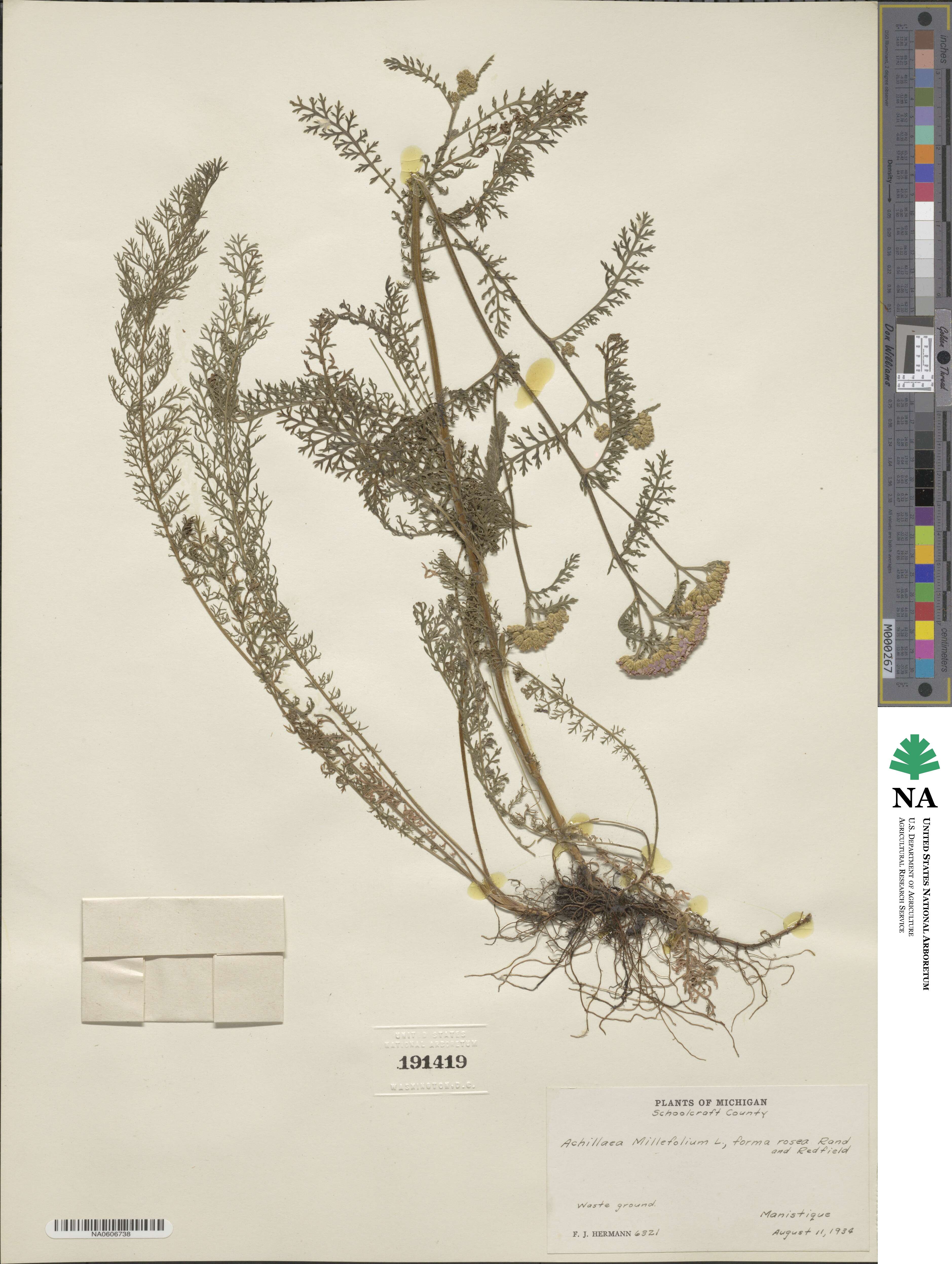 Achillea aspleniifolia image