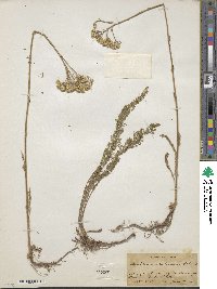 Achillea millefolium image