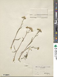 Achillea millefolium var. alpicola image