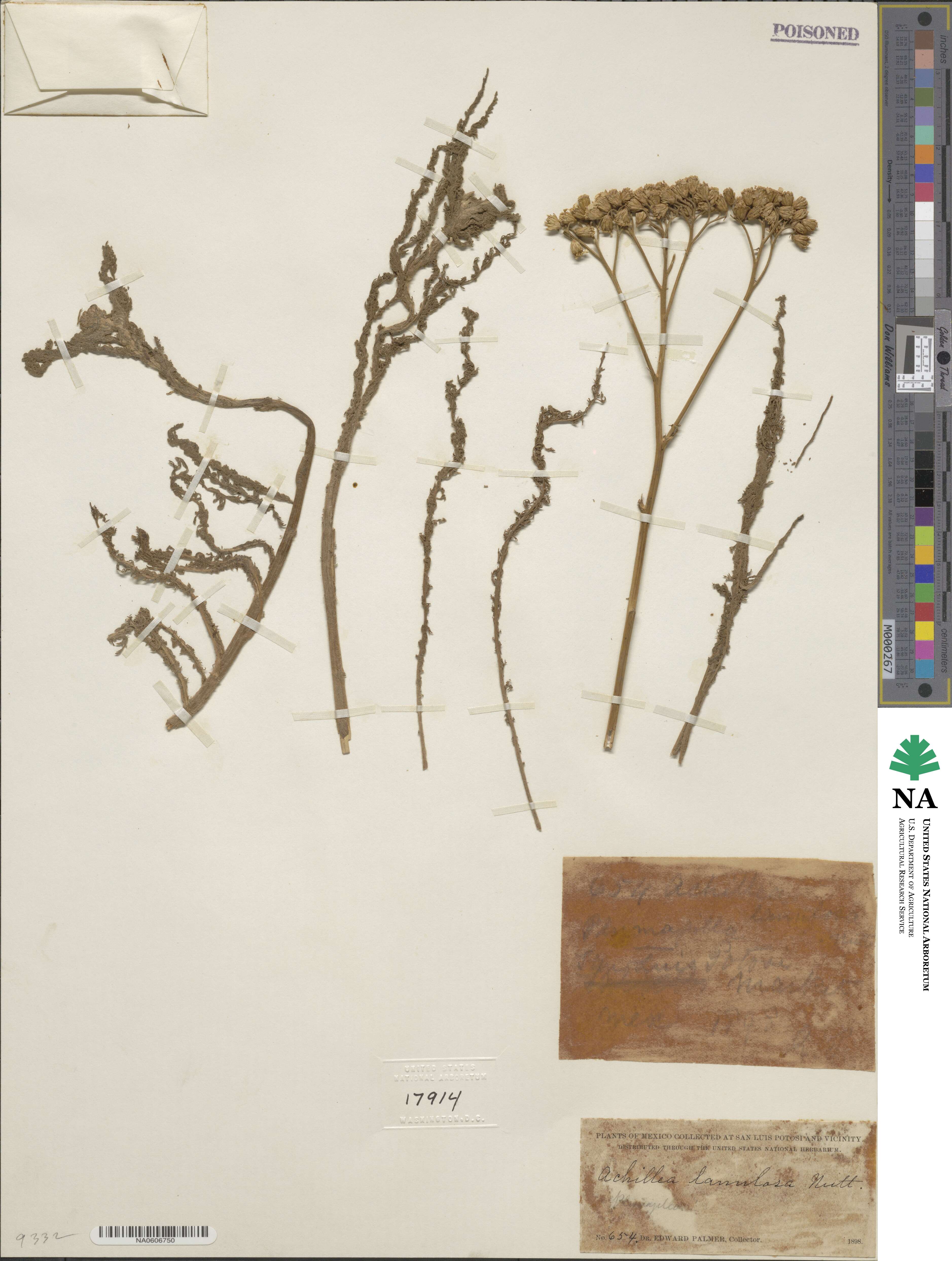 Achillea millefolium var. occidentalis image