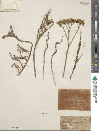 Achillea millefolium var. occidentalis image