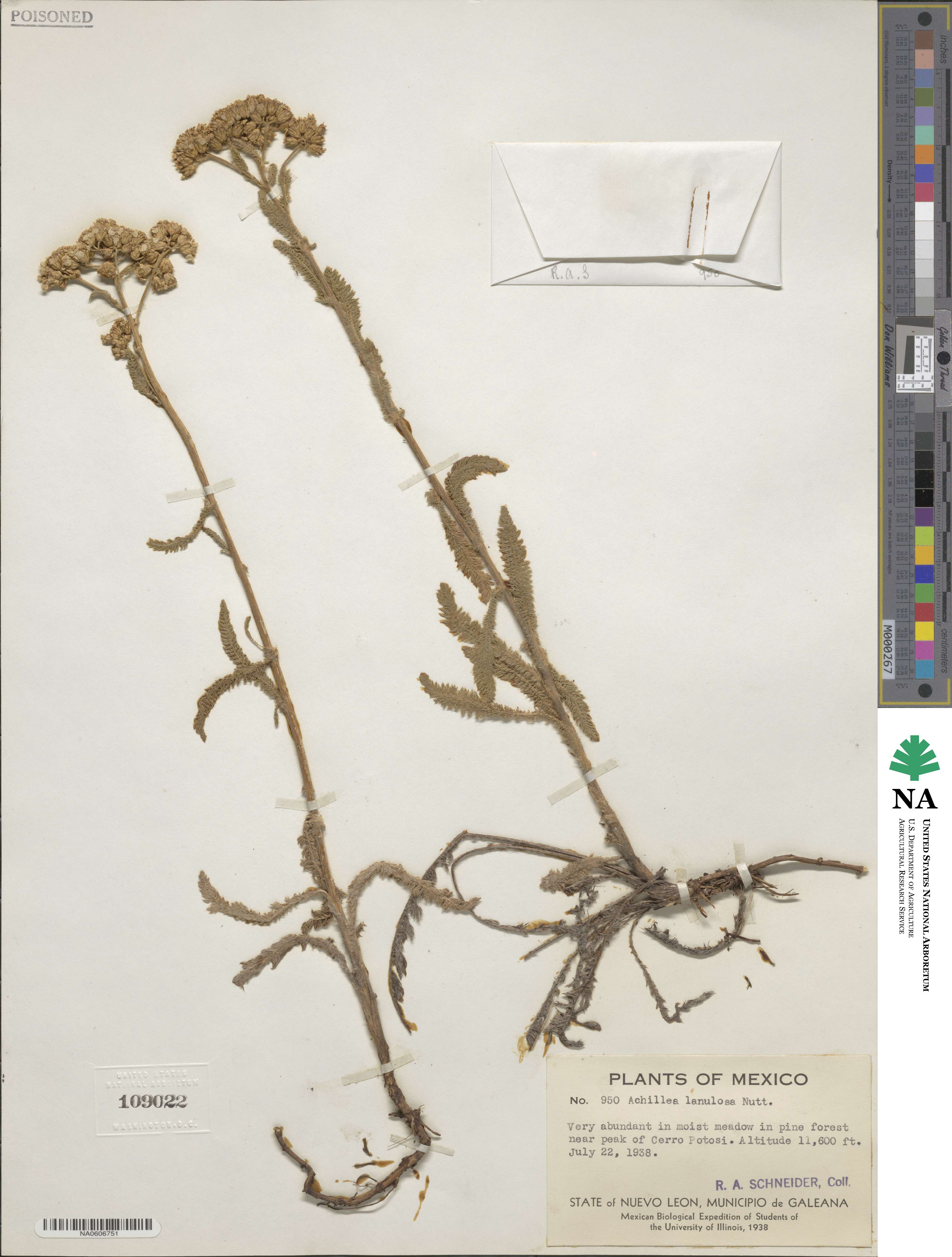 Achillea millefolium var. occidentalis image