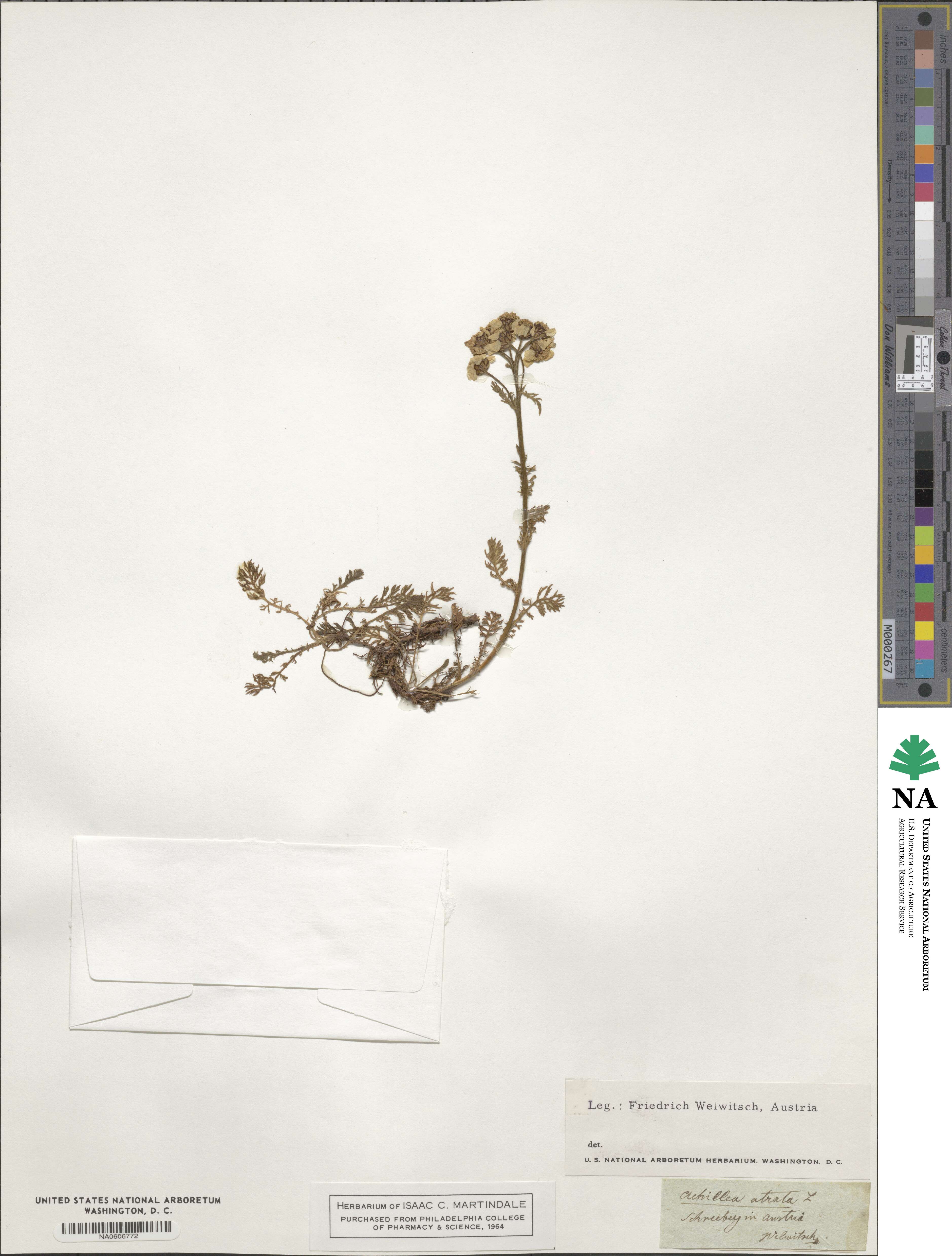 Achillea atrata image
