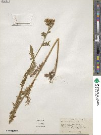 Achillea distans subsp. distans image