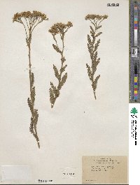 Achillea millefolium subsp. millefolium image