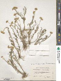 Achillea leptophylla image