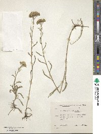 Achillea millefolium image