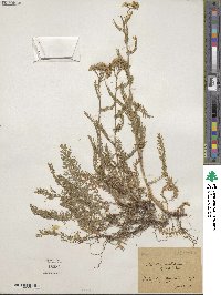 Achillea millefolium var. alpicola image