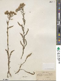 Achillea aspleniifolia image