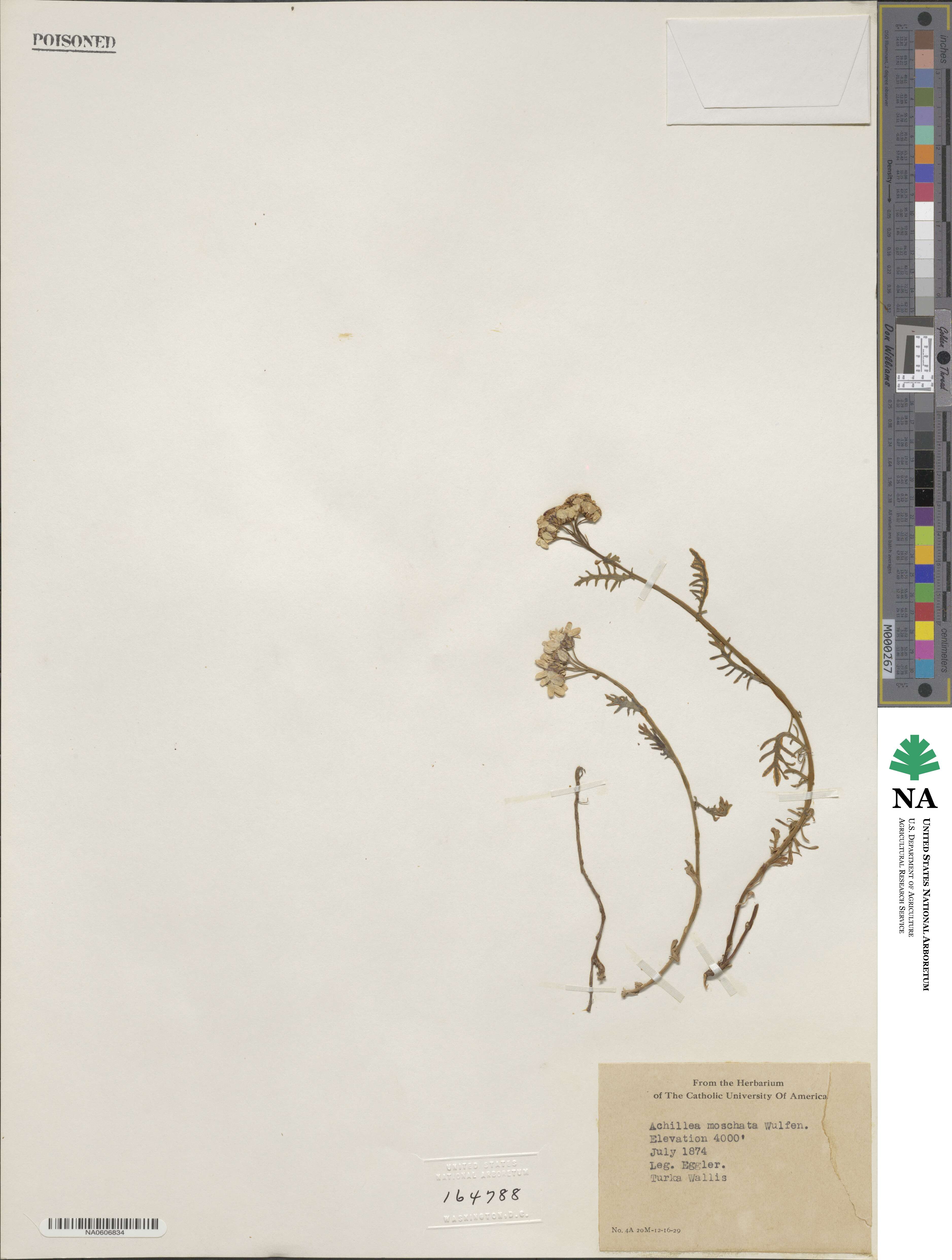 Achillea erba-rotta subsp. moschata image