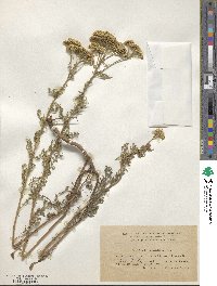 Achillea nobilis subsp. neilreichii image