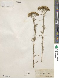 Achillea nobilis subsp. neilreichii image