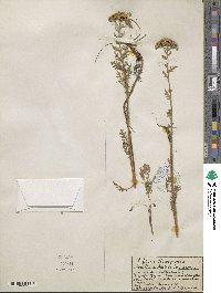 Achillea nobilis subsp. neilreichii image