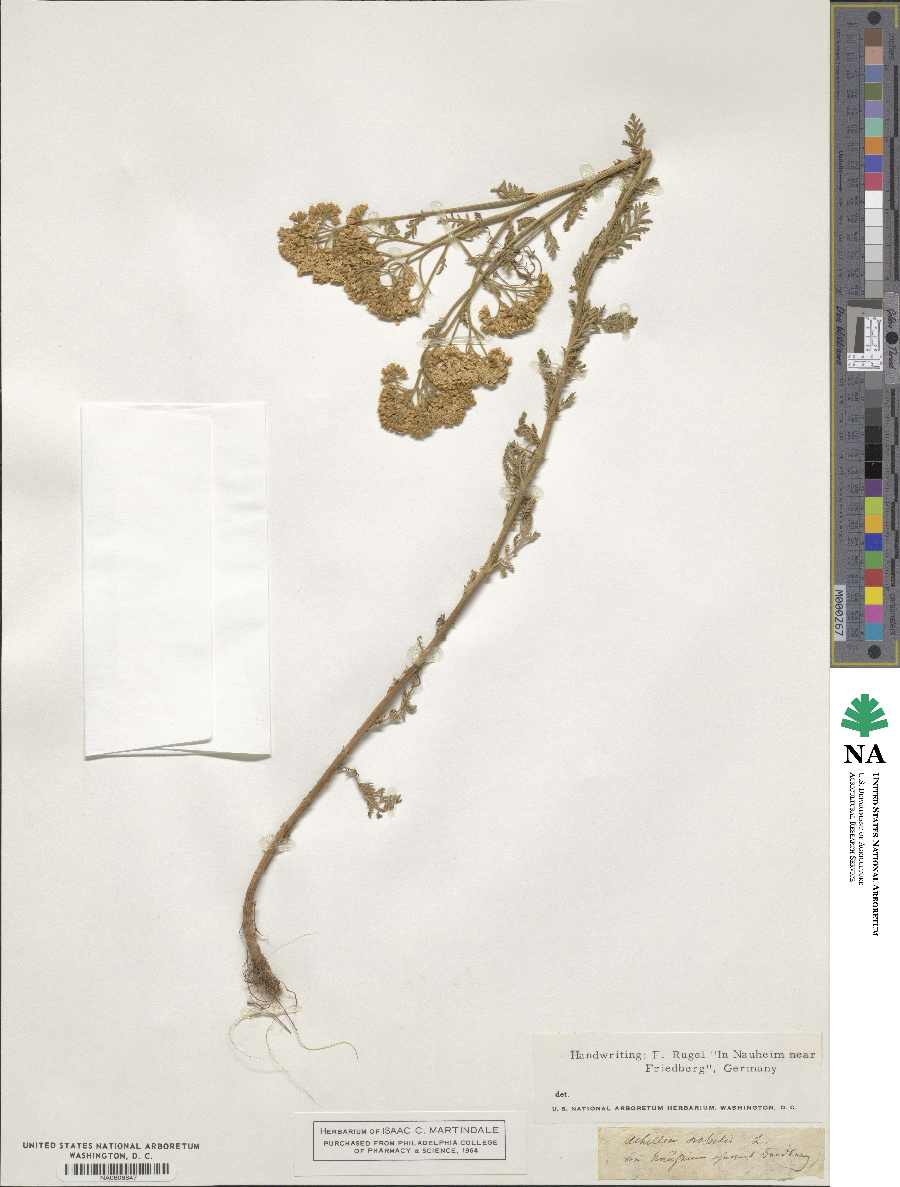 Achillea nobilis image