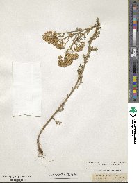 Achillea nobilis image