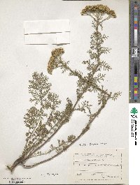 Achillea nobilis image