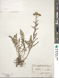 Achillea pannonica image