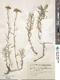 Achillea pectinata image